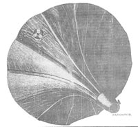 wooden phonograph horn